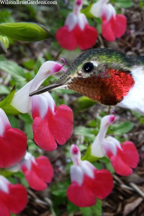 Hot Lips Sage - Salvia Microphylla - 7.5" Pot 6 Hot Lips Sage - Salvia Microphylla - 7.5" Pot - Image 4