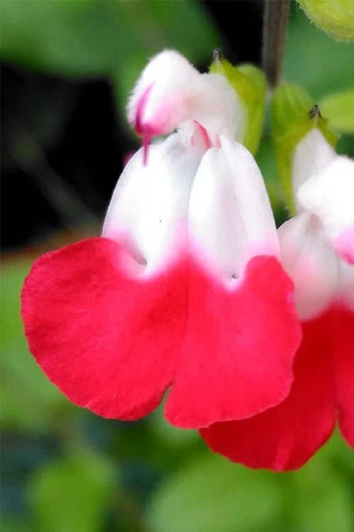 Hot Lips Sage - Salvia Microphylla - 7.5" Pot 12 Hot Lips Sage - Salvia Microphylla - 7.5" Pot - Image 10