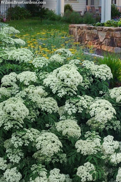 American Elderberry (Sambucus Nigra Canadensis) - 3 Pack Of 1.5 Quart Pots 6 American Elderberry (Sambucus Nigra Canadensis) - 3 Pack Of 1.5 Quart Pots - Image 4