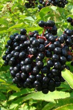 American Elderberry (Sambucus Nigra Canadensis) - 3 Pack Of 1.5 Quart Pots 14 American Elderberry (Sambucus Nigra Canadensis) - 3 Pack Of 1.5 Quart Pots -Plant Lover House Shop sambucus nigra canadensis common elderberry 4