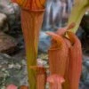 Bug Bat Pitcher Plant (Sarracenia) - 2.5 Quart Pot 1 Bug Bat Pitcher Plant (Sarracenia) - 2.5 Quart Pot -Plant Lover House Shop sarracenia bug bat pitcher plant 2