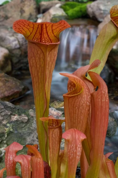 Bug Bat Pitcher Plant (Sarracenia) - 2.5 Quart Pot 3 Bug Bat Pitcher Plant (Sarracenia) - 2.5 Quart Pot