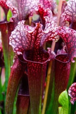 Judith Hindle Pitcher Plant (Sarracenia) - 2.5 Quart Pot -Plant Lover House Shop sarracenia judith hindle pitcher plant 4
