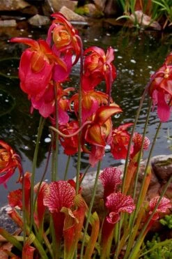 Judith Hindle Pitcher Plant (Sarracenia) - 2.5 Quart Pot -Plant Lover House Shop sarracenia judith hindle pitcher plant 5