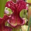 Judith Hindle Pitcher Plant (Sarracenia) - 2.5 Quart Pot -Plant Lover House Shop sarracenia judith hindle pitcher plant 6