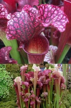 Judith Hindle Pitcher Plant (Sarracenia) - 2.5 Quart Pot -Plant Lover House Shop sarracenia judith hindle pitcher plant 7