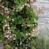 Rose Sensation Pink Climbing Hydrangea Vine - 3 Gallon Pot 1 Rose Sensation Pink Climbing Hydrangea Vine - 3 Gallon Pot -Plant Lover House Shop schizophragma hydrangeoides rose sensation climbing hydrangea 101 1