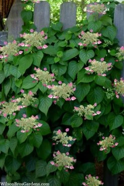 Rose Sensation Pink Climbing Hydrangea Vine - 1 Gallon Pot 18 Rose Sensation Pink Climbing Hydrangea Vine - 1 Gallon Pot -Plant Lover House Shop schizophragma hydrangeoides rose sensation climbing hydrangea 104