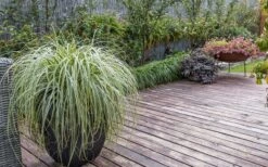 Feather Falls Sedge (Carex Oshimensis) - 5 Pack Of Quart Pots -Plant Lover House Shop sedge feather falls 3 800x500 1