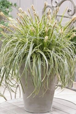 Feather Falls Sedge (Carex Oshimensis) - 5 Pack Of Quart Pots -Plant Lover House Shop sedge feather falls 500x750 1