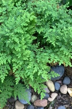 Arborvitae Fern (Selaginella Braunii) - 2.5 Quart Pot -Plant Lover House Shop selaginella braunii arborvitae fern 2