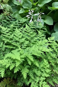 Arborvitae Fern (Selaginella Braunii) - 2.5 Quart Pot -Plant Lover House Shop selaginella braunii arborvitae fern 3
