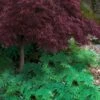 Arborvitae Fern (Selaginella Braunii) - 1 Gallon Pot -Plant Lover House Shop selaginella braunii arborvitae fern 6 1
