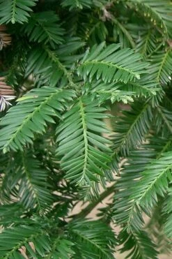 Inman's Select Redwood Tree (Sequoia Sempervirens) - 3 Gallon Pot 17 Inman's Select Redwood Tree (Sequoia Sempervirens) - 3 Gallon Pot -Plant Lover House Shop sequoia sempervirens inman select 1