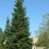 Inman's Select Redwood Tree (Sequoia Sempervirens) - 3 Gallon Pot 1 Inman's Select Redwood Tree (Sequoia Sempervirens) - 3 Gallon Pot -Plant Lover House Shop sequoia sempervirens inman select 11