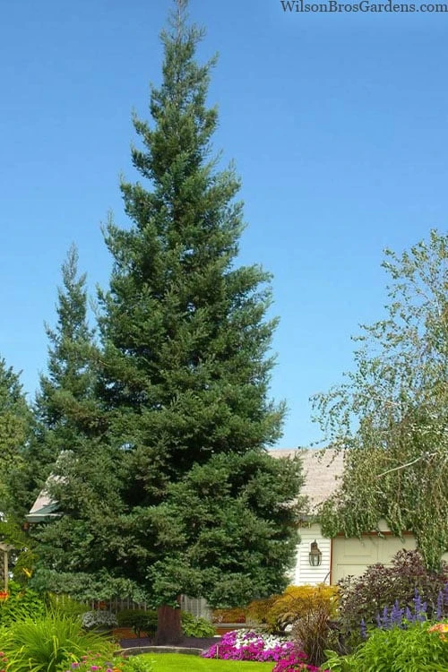 Inman's Select Redwood Tree (Sequoia Sempervirens) - 3 Gallon Pot 3 Inman's Select Redwood Tree (Sequoia Sempervirens) - 3 Gallon Pot