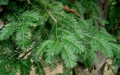 Inman's Select Redwood Tree (Sequoia Sempervirens) - 3 Gallon Pot 16 Inman's Select Redwood Tree (Sequoia Sempervirens) - 3 Gallon Pot -Plant Lover House Shop sequoia sempervirens inman select 3