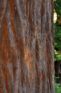 Inman's Select Redwood Tree (Sequoia Sempervirens) - 3 Gallon Pot 14 Inman's Select Redwood Tree (Sequoia Sempervirens) - 3 Gallon Pot -Plant Lover House Shop sequoia sempervirens inman select 5