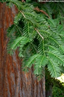 Inman's Select Redwood Tree (Sequoia Sempervirens) - 3 Gallon Pot 13 Inman's Select Redwood Tree (Sequoia Sempervirens) - 3 Gallon Pot -Plant Lover House Shop sequoia sempervirens inman select 8