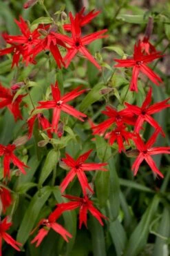 Scarlet Catchfly (Silene Virginica) - 1 Gallon Pot -Plant Lover House Shop silene virginica fire pink scarlet catchfly 10