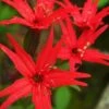 Scarlet Catchfly (Silene Virginica) - 1 Gallon Pot -Plant Lover House Shop silene virginica fire pink scarlet catchfly 14