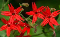 Scarlet Catchfly (Silene Virginica) - 1 Gallon Pot -Plant Lover House Shop silene virginica fire pink scarlet catchfly 6