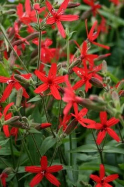 Scarlet Catchfly (Silene Virginica) - 1 Gallon Pot -Plant Lover House Shop silene virginica fire pink scarlet catchfly 8