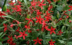 Scarlet Catchfly (Silene Virginica) - 1 Gallon Pot -Plant Lover House Shop silene virginica fire pink scarlet catchfly 9