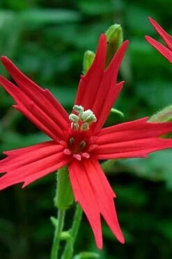 Scarlet Catchfly (Silene Virginica) - 1 Gallon Pot -Plant Lover House Shop silene virginica fre pink scarlet catchfly 1