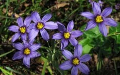 Moody Blues Blue-Eyed Grass (Sisyrinchium) - 1 Gallon Pot -Plant Lover House Shop sisyrinchium idahoense macounii moody blues blue eyed grass 4
