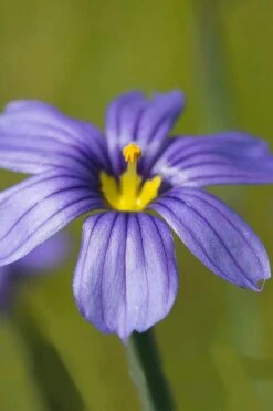 Moody Blues Blue-Eyed Grass (Sisyrinchium) - 1 Gallon Pot -Plant Lover House Shop sisyrinchium idahoense macounii moody blues blue eyed grass 5