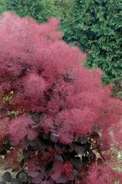 Royal Purple Smoke Tree (TREE FORM) - 5 Gallon Pot