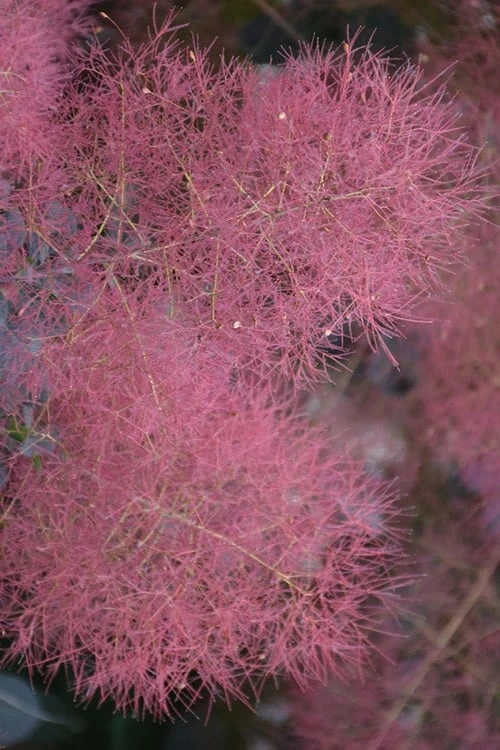 Grace Pink Flowering Smoke Tree - 1 Gallon Pot 3 Grace Pink Flowering Smoke Tree - 1 Gallon Pot