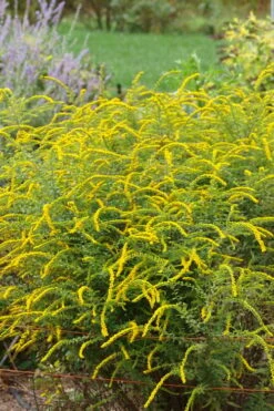 Fireworks Goldenrod (Solidago) - 6 Pack Of 1 Gallon Pots -Plant Lover House Shop solidago rugosum fireworks goldenrod 25