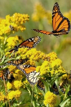 Seaside Goldenrod (Solidago Sempervirens) - 1 Gallon Pot 12 Seaside Goldenrod (Solidago Sempervirens) - 1 Gallon Pot -Plant Lover House Shop solidago sempervirens seaside goldenrod 10
