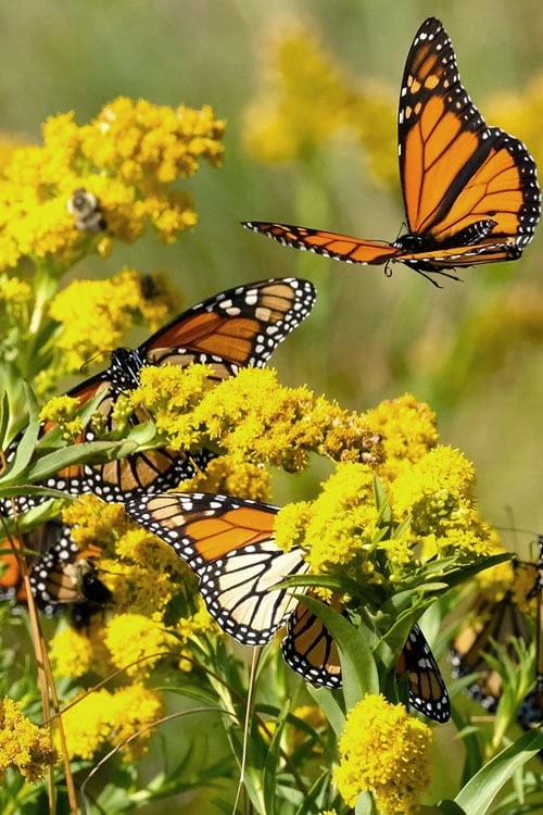 Seaside Goldenrod (Solidago Sempervirens) - 1 Gallon Pot 6 Seaside Goldenrod (Solidago Sempervirens) - 1 Gallon Pot - Image 4