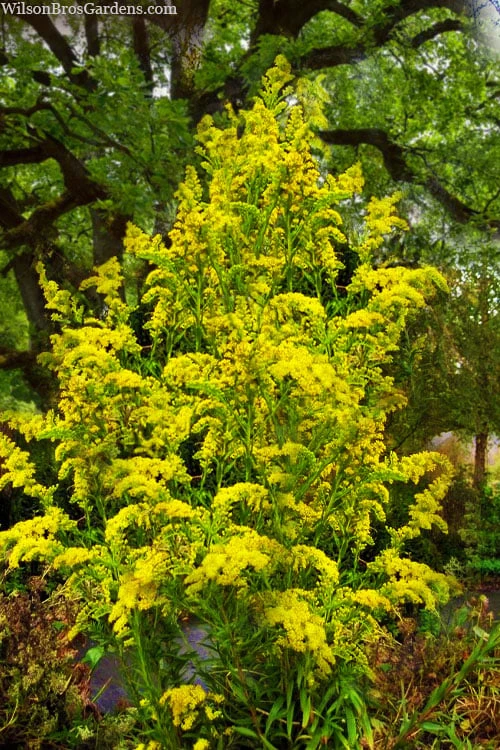 Seaside Goldenrod (Solidago Sempervirens) - 1 Gallon Pot 3 Seaside Goldenrod (Solidago Sempervirens) - 1 Gallon Pot