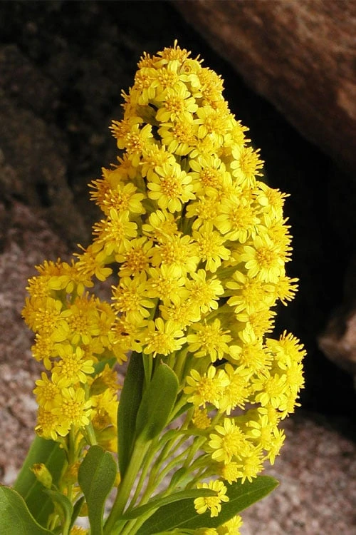 Seaside Goldenrod (Solidago Sempervirens) - 1 Gallon Pot 8 Seaside Goldenrod (Solidago Sempervirens) - 1 Gallon Pot - Image 6