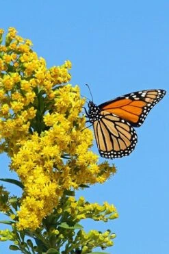 Seaside Goldenrod (Solidago Sempervirens) - 1 Gallon Pot 15 Seaside Goldenrod (Solidago Sempervirens) - 1 Gallon Pot -Plant Lover House Shop solidago sempervirens seaside goldenrod 6