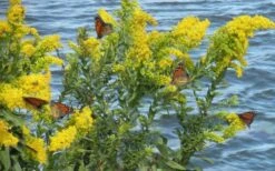 Seaside Goldenrod (Solidago Sempervirens) - 1 Gallon Pot 13 Seaside Goldenrod (Solidago Sempervirens) - 1 Gallon Pot -Plant Lover House Shop solidago sempervirens seaside goldenrod 8