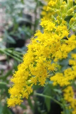 Solar Cascade Goldenrod (Solidago Shortii) - 1 Gallon Pot -Plant Lover House Shop solidago shortii solar cascade goldenrod 3