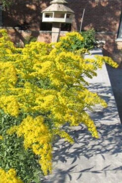 Solar Cascade Goldenrod (Solidago Shortii) - 1 Gallon Pot -Plant Lover House Shop solidago shortii solar cascade goldenrod 6