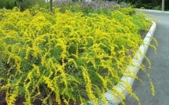 Solar Cascade Goldenrod (Solidago Shortii) - 1 Gallon Pot -Plant Lover House Shop solidago shortii solar cascade goldenrod 7