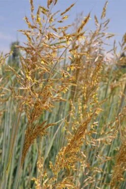Indian Steel Blue Prairie Grass (Sorghastrum Nutans) - 1 Gallon Pot -Plant Lover House Shop sorghastrum nutans indian steel blue prairie grass 2