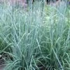 Indian Steel Blue Prairie Grass (Sorghastrum Nutans) - 1 Gallon Pot -Plant Lover House Shop sorghastrum nutans indian steel blue prairie grass 3