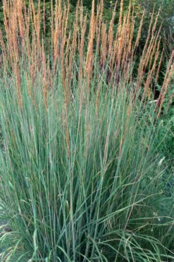 Indian Steel Blue Prairie Grass (Sorghastrum Nutans) - 1 Gallon Pot -Plant Lover House Shop sorghastrum nutans indian steel blue prairie grass 4