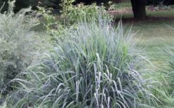 Indian Steel Blue Prairie Grass (Sorghastrum Nutans) - 1 Gallon Pot -Plant Lover House Shop sorghastrum nutans indian steel blue prairie grass 5