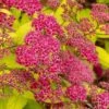 Gold Flame Spirea - 3 Gallon Pot -Plant Lover House Shop spirea bulmalda gold flame 1