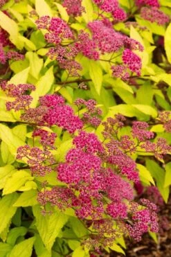 Gold Flame Spirea - 3 Gallon Pot 14 Gold Flame Spirea - 3 Gallon Pot -Plant Lover House Shop spirea bumalda gold flame 2