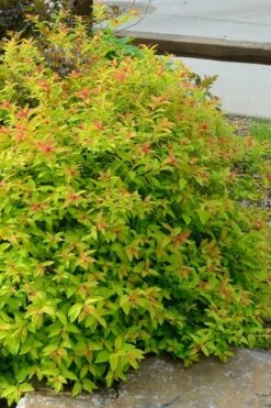 Gold Flame Spirea - 3 Gallon Pot 13 Gold Flame Spirea - 3 Gallon Pot -Plant Lover House Shop spirea bumalda gold flame 3